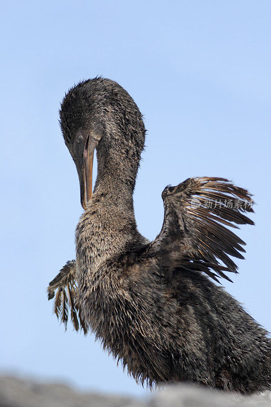 不能飞的鸬鹚(Phalacrocorax harrisi)肖像，彭塔莫雷诺，伊莎贝拉岛，加拉帕戈斯群岛